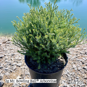 August 2025 2g Mr Bowling Ball Arborvitae Single Website